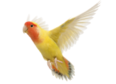 image of a bird